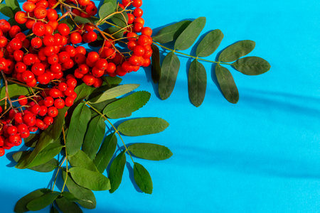 Fresh ripe rowan berries with leaves lie on a blue background. Autumn. Flat lay, close-upの写真素材