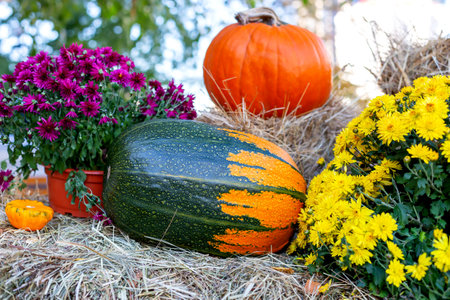 Halloween. Ripe beautiful colorful pumpkins lie on the hay. Nearby are lilac and yellow chrysanthemums in potsの写真素材