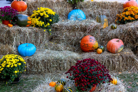 Halloween. Many Pumpkins lying on the hay and chrysanthemum flowers in pots