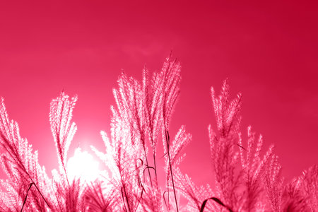 Beautiful Mikantus, swayed by the wind, against the sun against the magenta sky. Background with copy space. Selective focus. Color of the year 2023の写真素材