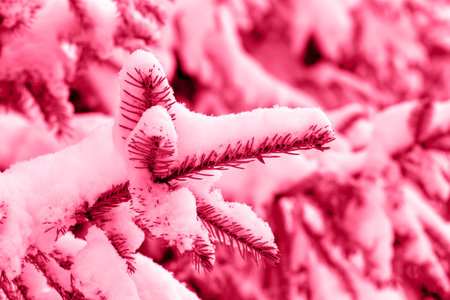 Winter. Close-up of a spruce branch under the snow. Winter background for your design. Magenta. Color of the year 2023の写真素材