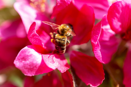Spring. Blurred background of bee pollinating pink flowers. Apple trees in bloom. Defocus, selective...