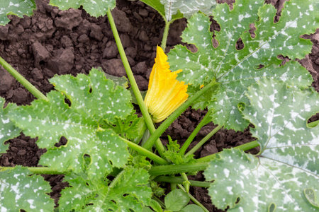Large green zucchini bush with ovary and yellow flower in vegetable garden. New harvest. Summer. Locally grown. Selective focus, defocusの写真素材