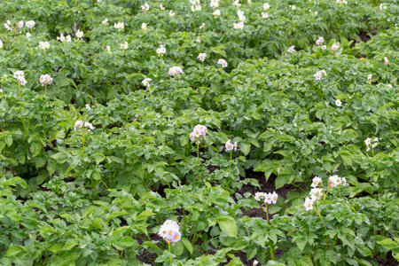 Vegetable garden planted with potatoes. Potato flowers and leaves. New harvest. Summer. Locally grown. Selective focus, defocusの写真素材