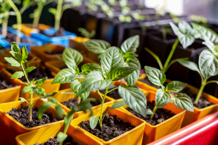 Fresh seedlings in orange pots. Young green sprout. New harvest. Locally grown. Selective focusの写真素材