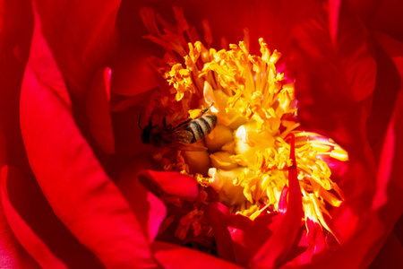 Bee collects nectar inside red peony. Close-up of blooming flower. Beauty in nature. Design ideas. Paeonia. Selective focus, defocusの写真素材