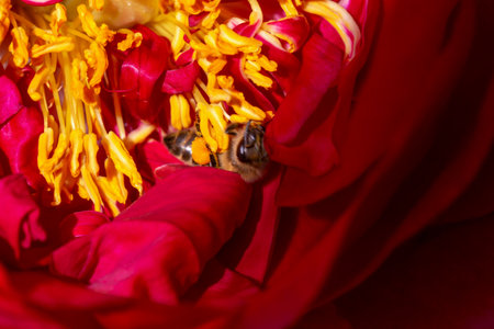 Close-up of red peony stamens with bee. Beauty in nature. Design ideas. Paeonia. Selective focus, defocusの写真素材