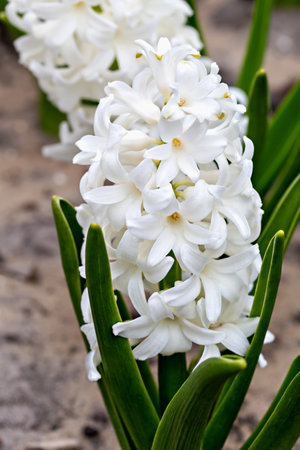 Blooming white beautiful hyacinth growing in flowerbed. Verticallyの写真素材