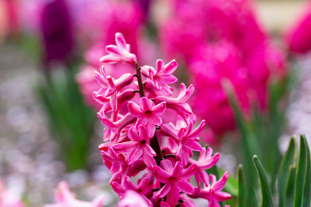 Pink hyacinth in flowerbed close-up. Spring or summer. Bokeh of multicolored flowers. Postcard to Mother's Day, Women's Day or March 8, Easter, Valentine's Day, wedding or birthdayの写真素材