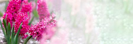 Beautiful banner with pink hyacinths. Invitation, postcard, wedding, Mother's Day, Women's Day,...