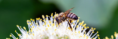 Close-up of bee pollinating onion flowers in vegetable garden on green background. Banner. New...