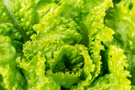 Large green salad leaves in drops after rain. New harvest. Useful greens. Health or vegetarian food....