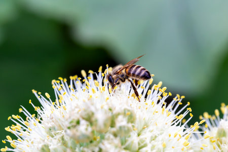 Close-up of bee pollinating onion flowers in vegetable garden on green background. New harvest....
