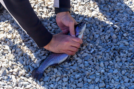 Men's hands hold freshly caught trout. Sports and recreation. Selective focusの写真素材