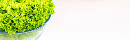 Fresh green lettuce salad in glass bowl. New harvest. Healthy Lifestyle. Bannerの写真素材