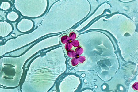 Two small lilac flowers in blue water with oil stains. Cosmetology, medicine, beauty. Flat lay. Selective focusの写真素材