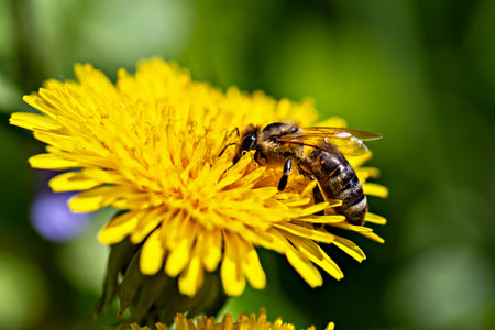 Honey bee on beautiful yellow dandelion close up on green background