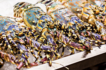 Row of vibrant, freshly caught lobsters on ice at seafood market, showcasing their colorful shells and intricate patterns, ready for sale or preparationの写真素材
