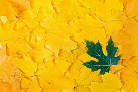 Autumn background. Single green leaf stands out among bed of bright yellow autumn leaves, symbolizing uniqueness and contrast. Perfect for seasonal and nature themes. Color accentsの写真素材