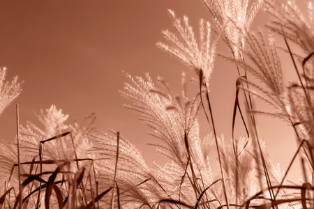 Fluffy miscanthus in sunlight against Mocha brown sky. Background with copy space. Selective focus....