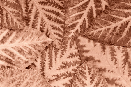 Lined autumn mulberry leaves lovely texture for your design, Mocha brown background.の写真素材