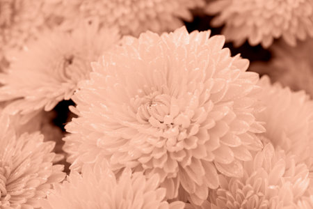 Fresh chrysanthemums in drops close-up. Perfect Mocha brown background. Solution for your design. Selective focus.. Demonstrating color of 2025 yearの写真素材