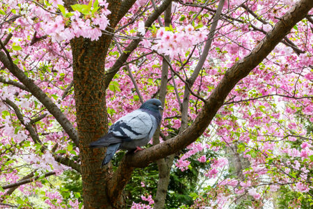Gray pigeon sits on branch of blooming sakura blossom tree surrounded vibrant pink flowers. Urban bird pigeon and decorative blooming sakura. Beautiful spring background of blossoming sakura with doveの写真素材