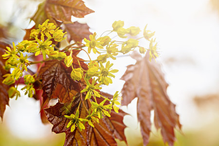 Maple tree branch with vibrant yellow blossoms and rich brown leaves, illuminated soft sunlight. Captures essence of spring awakening and natural beauty. Concept of spring renewal. Spring backgroundの写真素材