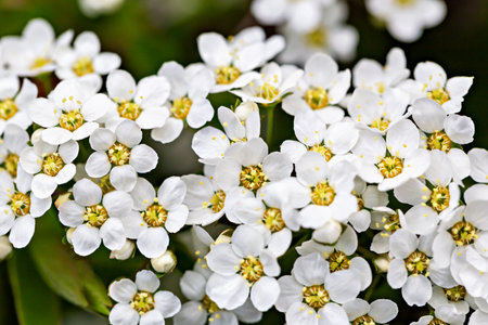 Cluster of vibrant white spirea blossoms in full bloom. Dense floral array highlights delicate...