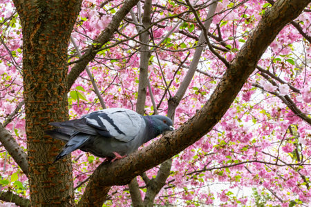 Pigeon sits perched on tree branch, surrounded by vivid sakura blossoms fully blooming. Bird pigeon and blossoms sakura create tranquil and picturesque background. Concept nature, bird and springの写真素材