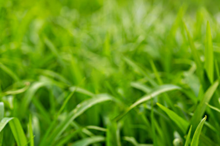 Natural blurred background of vibrant green grass in daylight, showcasing freshness and organic...
