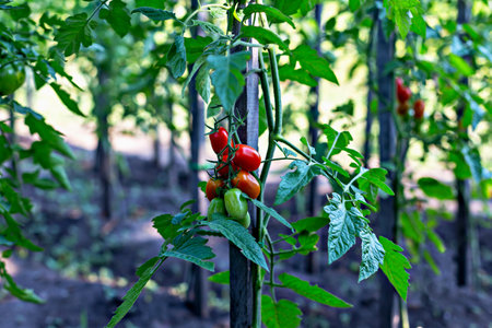 Tomatoes grow on green plants with vibrant colors, symbolizing agriculture and organic gardening....