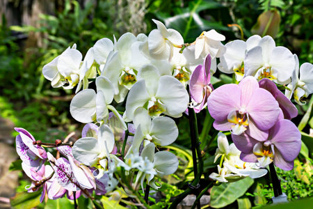 Blooming orchids with white and purple petals create lush floral display in tropical garden. Sunlight enhances delicate textures, highlighting intricate floral patterns. Serene botanical sceneの写真素材