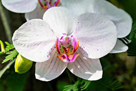 Elegant white orchid with delicate purple speckles and vibrant orange accents in full bloom. Intricate petal details contrast beautifully with lush green background, exuding tropical charmの写真素材