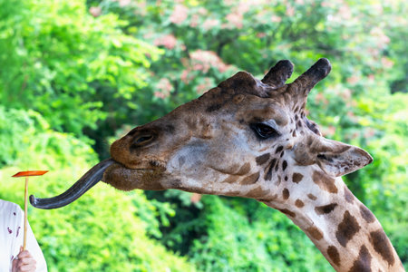 Safari. Giraffe with distinctive spots is extending its long tongue towards to carrots held by person, surrounded by vibrant greenery, creating engaging interaction in natural settingの写真素材