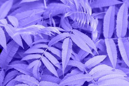 Leafy background. Vibrant purple foliage showcases intricate leaf patterns, creating stunning...