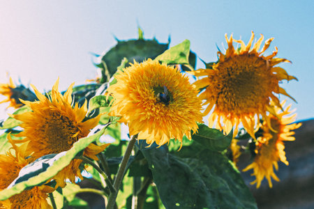 Bumblebee pollinates sunflower. Vibrant sunflowers are blooming in sunny field, showcasing their bright yellow petals against clear blue sky, surrounded by lush green leavesの写真素材