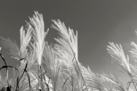 Fluffy soft miscanthus in sunlight against sky. Gray background with copy space. Selective focus.の写真素材