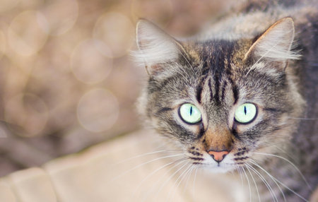 close-up of a cat with bright yellow-green eyes