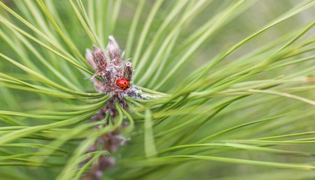 Ladybug on top of a pine branch. Pine needles in defocus. Macroの写真素材