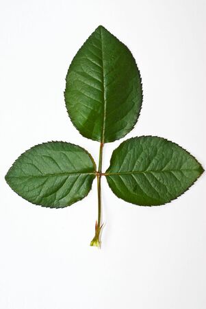 Leavesの写真素材