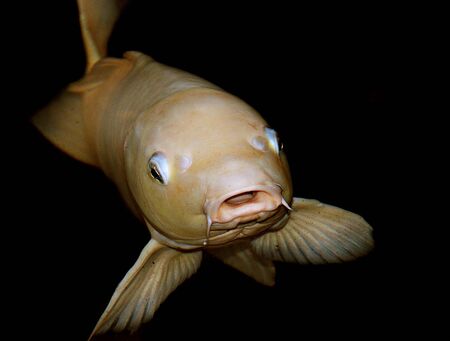 Yellow fishの写真素材