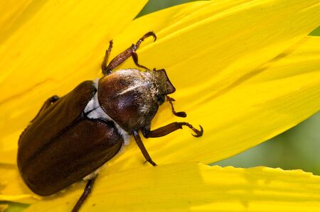 Cockchafer on a yellow flowerの写真素材