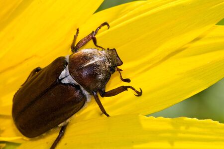 Cockchafer on a yellow flowerの素材 [FY3103424199]