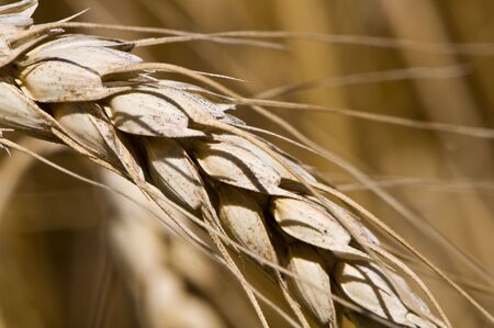 Ripe wheat close-up