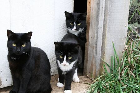 A black and two black and white cats  in the doorwayの写真素材
