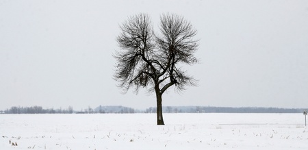 Lone tree on a large tract of land in winter snowの写真素材