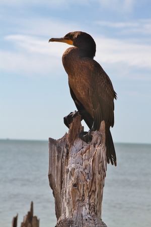 Neotropic Cormorant, Phalacrocorax brasilianus birdの写真素材