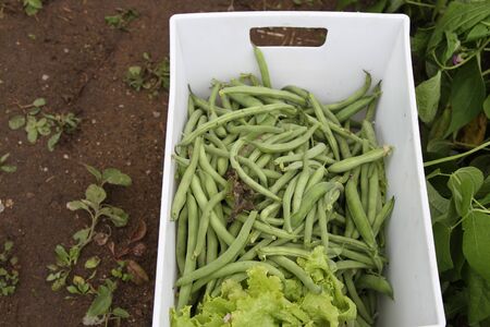 Harvest basket of peas, beans and leaf lettuce
