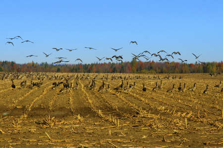 Birds flying in a field in rural countryside